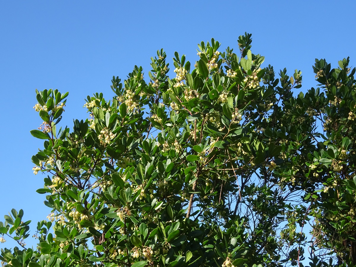 Arbutus unedo (Ericaceae)
